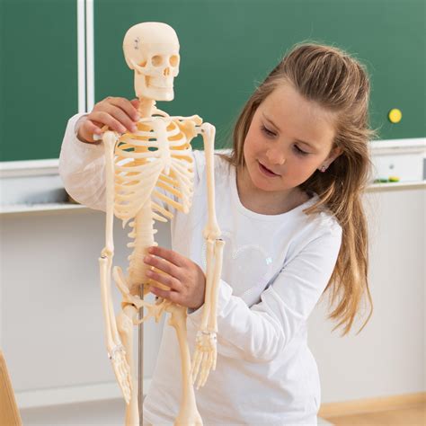 Deti vytvárajúce papierový model kostry ľudského tela v škole