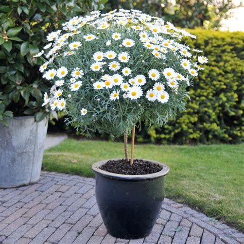 Argyranthemum frutescens na Kanárskych ostrovoch