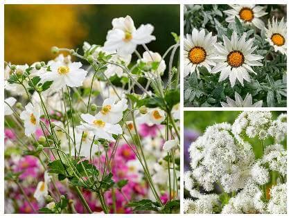 Biele a ružové kvety Argyranthemum frutescens