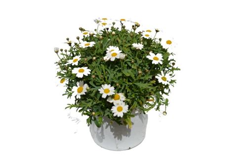 Zalievanie kvetináča s Argyranthemum frutescens