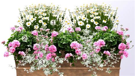 Argyranthemum frutescens v kombinácii s inými kvetmi