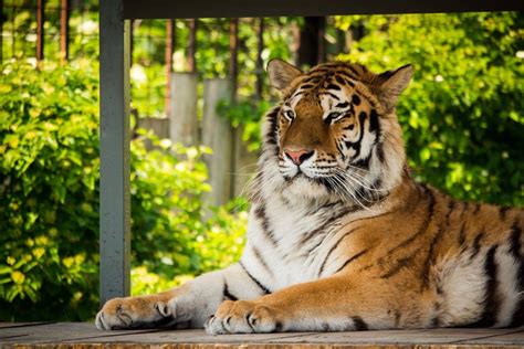Fotografia sibírskeho tigra v oáze