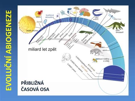 Schéma období ľudského života