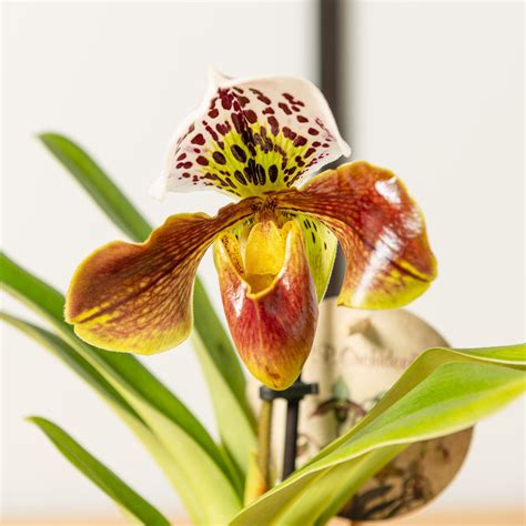 Orchidea Paphiopedilum s kvetmi v tvare črievičiek
