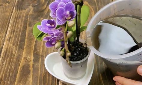 Schéma ideálnych teplotných podmienok pre orchideu Paphiopedilum