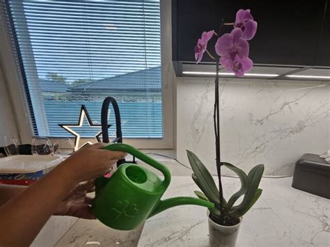 Návod na ponorné zalievanie orchidey