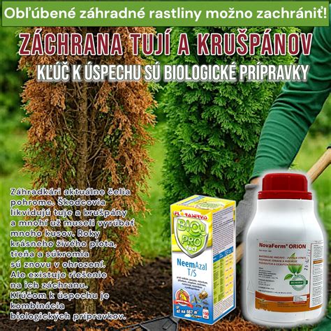 Rozdielne odrody tují