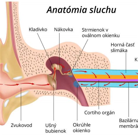 Anatómia mačacieho ucha