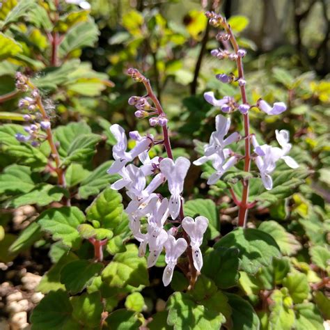 Plectranthus ernstii - listy a kvety