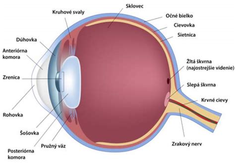 Schéma štruktúry ľudského oka s vyznačenou sietnicou