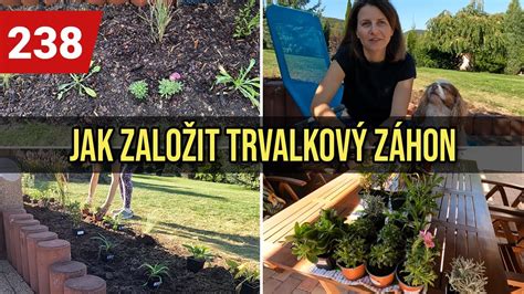 Schéma správnej výsadby Alstroemerie