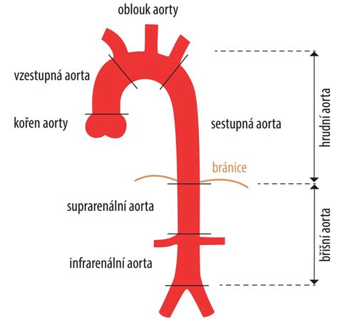 Schéma oblúka aorty a jeho vetiev