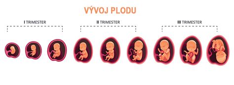 Grafika zobrazujúca rôzne typy teratogénov a ich vplyv na vývoj plodu