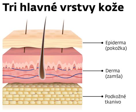 Schéma vrstiev ľudskej kože