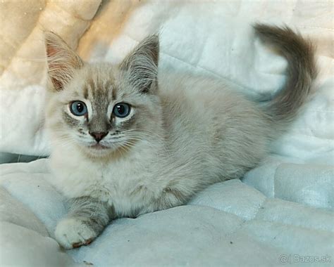 Mačiatka ragdoll v chovateľskej stanici