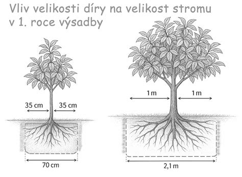 Schéma správnej výsadby stĺpovitého stromu