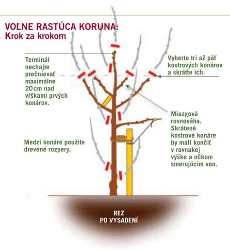 Ukážka správneho rezu stĺpovitého ovocného stromu