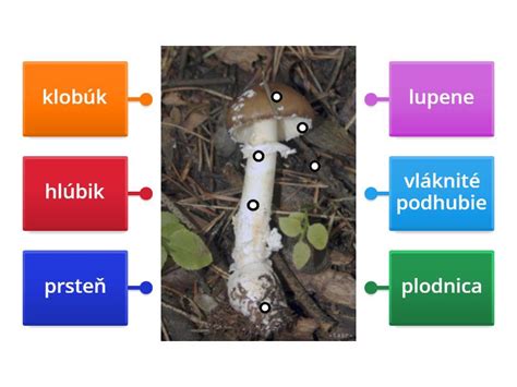 Diagram: Metódy skladovania tibetskej huby