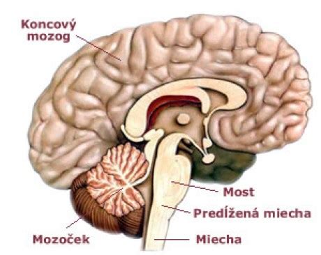 Mozog autistu a neurotypického človeka