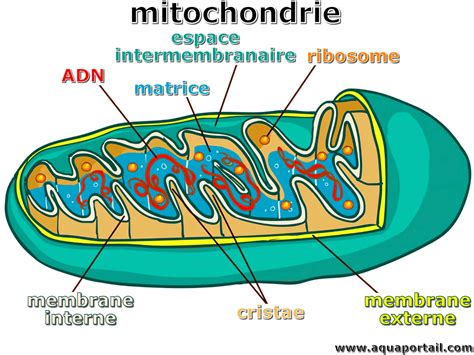 Schéma mitochondrie a jej funkcie