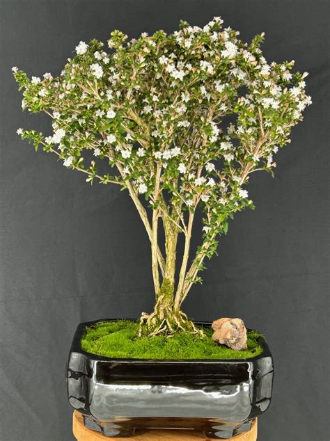 Serissa foetida bonsaj v interiéri