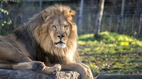Lev v Pražskej ZOO