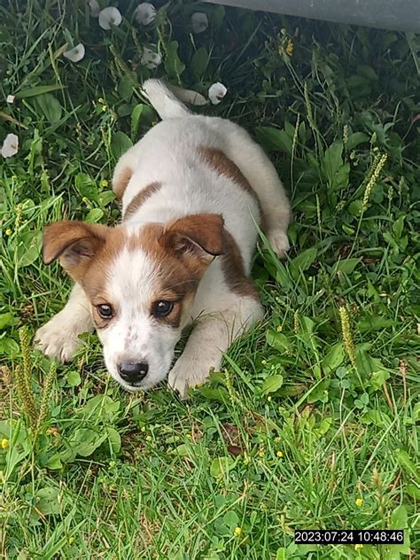 šteniatko hryzie hračku na žuvanie