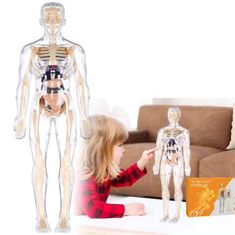 Dieťa skúmajúce model ľudského tela