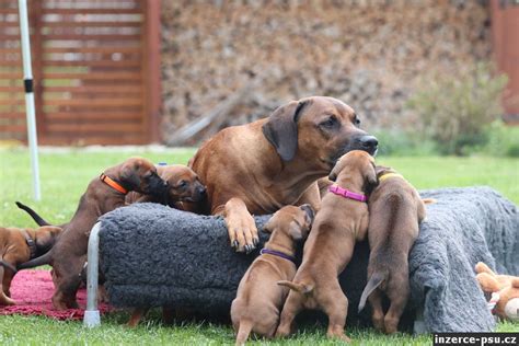 Prehľad typických zdravotných problémov rodézskeho ridgebacka