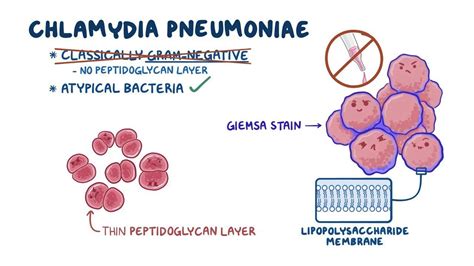 Štruktúra baktérie Chlamydia pneumoniae