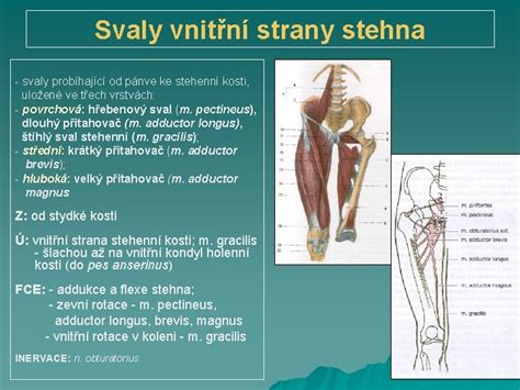 Anatómia svalov vnútornej strany stehna