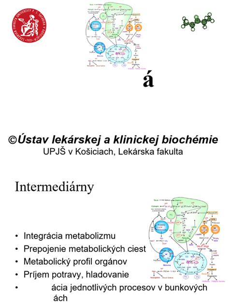 Schéma biologických zmien v organizme počas starnutia