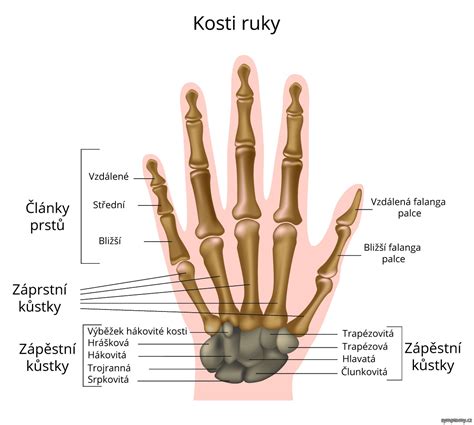 anatómia ruky a metakarpálnych kostí