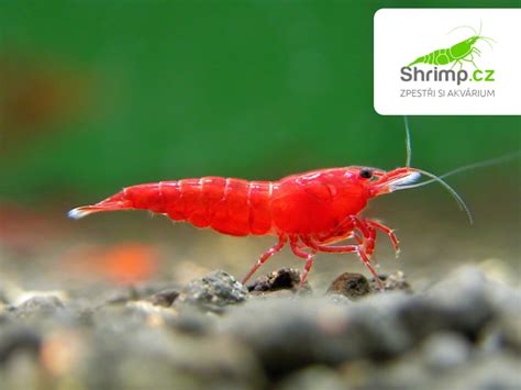 Akváriové krevetky Neocaridina Davidi
