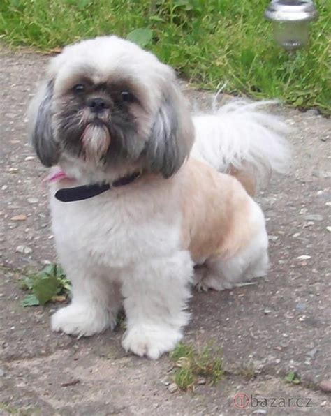 Mapa historického rozšírenia plemena Shih Tzu