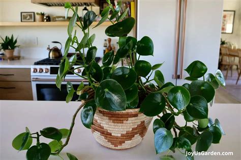 Peperomia polybotrya 'Raindrop'