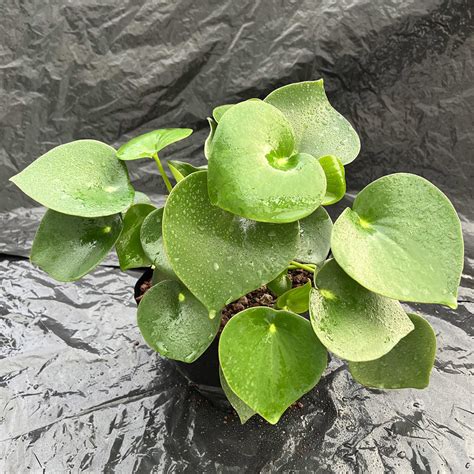 Optimálne svetelné podmienky pre Peperomia Polybotrya