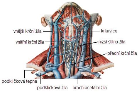 Anatomický nákres hrádze