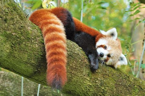 Panda červená a panda veľká