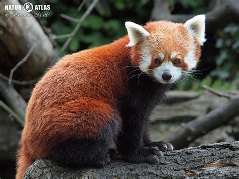 Infografika panda červená - vzhľad a charakteristika