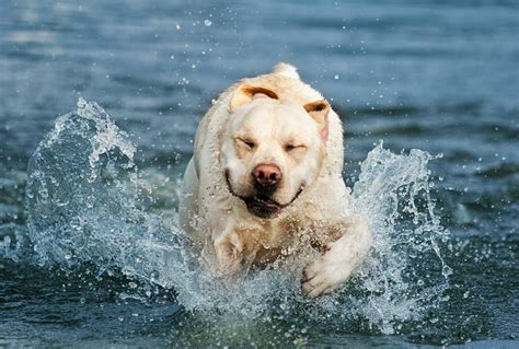 Labrador plávajúci vo vode