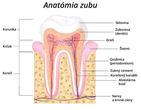 Anatómia zuba s označením korunky, krčku a koreňa