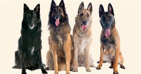 Štyri variety belgického ovčiaka: Malinois, Tervueren, Laekenois, Groenendael