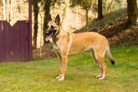 Vzhľad belgického ovčiaka Malinoisa