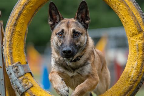Malinois pri agility tréningu