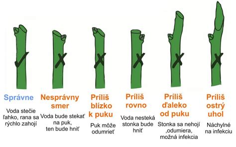 Návod na rez popínavých ruží