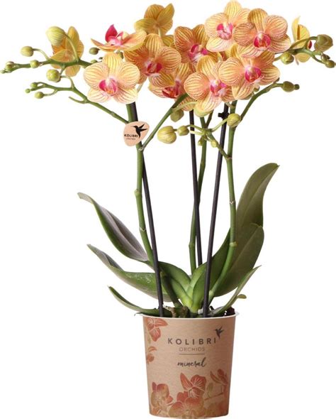 Schéma klíčenia semien orchidey so symbiotickou hubou