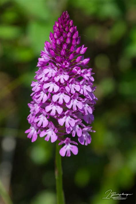 Porovnanie rôznych odrôd Anacamptis pyramidalis