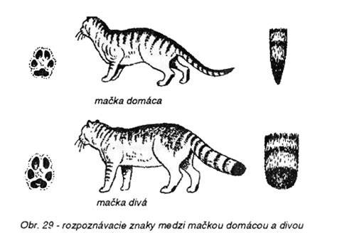 Rozdiel medzi domácou a ferálnou mačkou