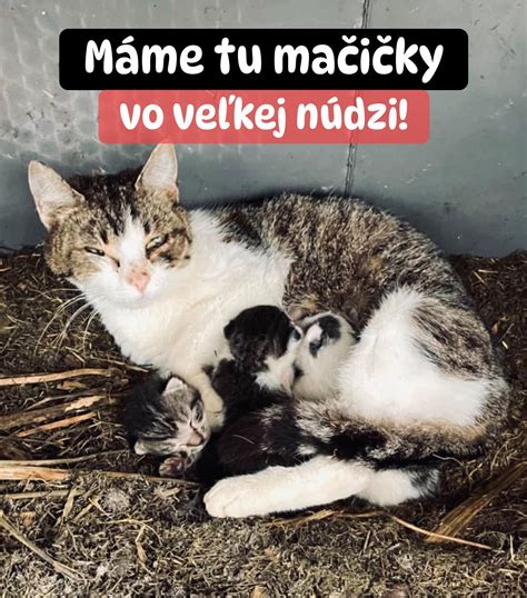 Mačiatka v núdzi